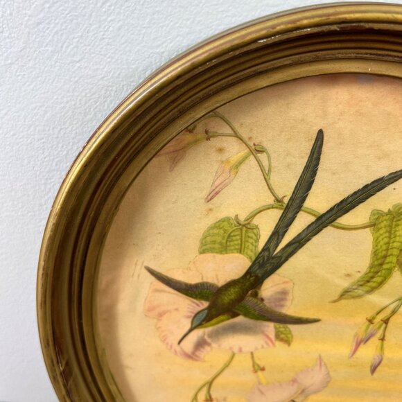 Vintage 1940’s Hylonympha Macrocerca Hummingbird Print by Gould Gold Oval Frame - Picture 3 of 10